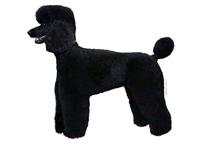poodle black standing005T