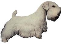 Sealyham Terrier Standing095T