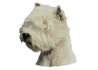 West highland  white terrier126T