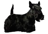 Scottish Terrier standing127T