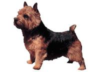 Norwich terrier standning