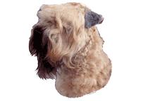 Soft coated wheaten terrier188T