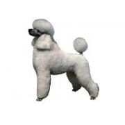 poodle white standing094T