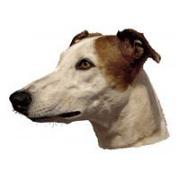 Greyhound brown&white123T