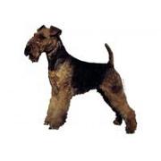 Welsh terrier standing140T