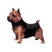 Norwich terrier standning